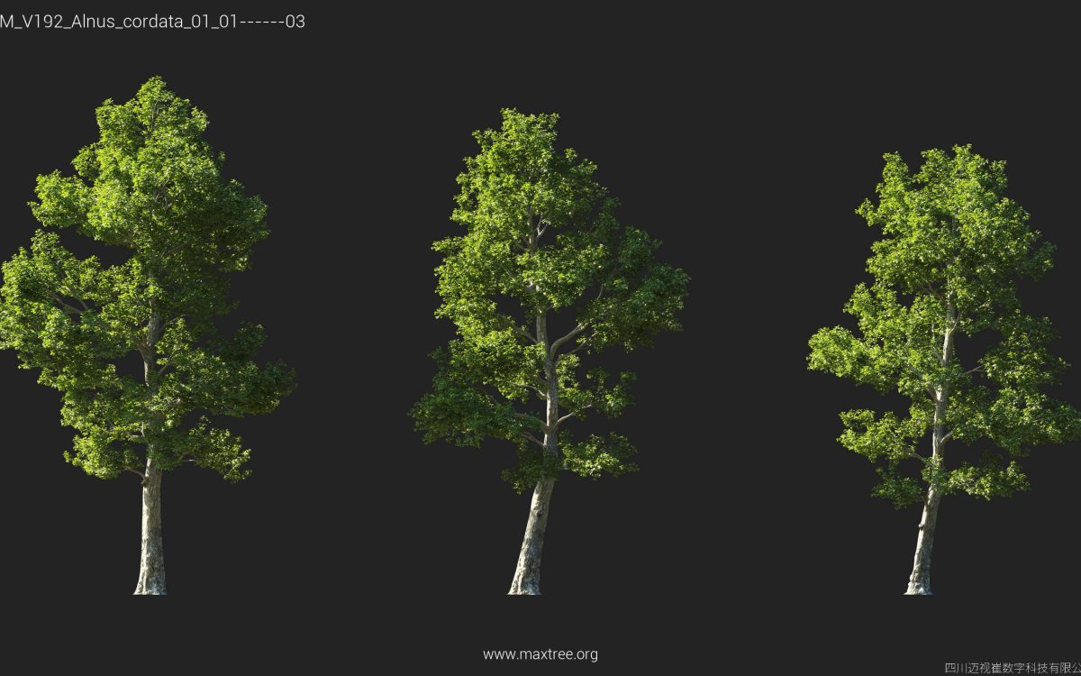 Plant Models Vol 192 - 图片 12