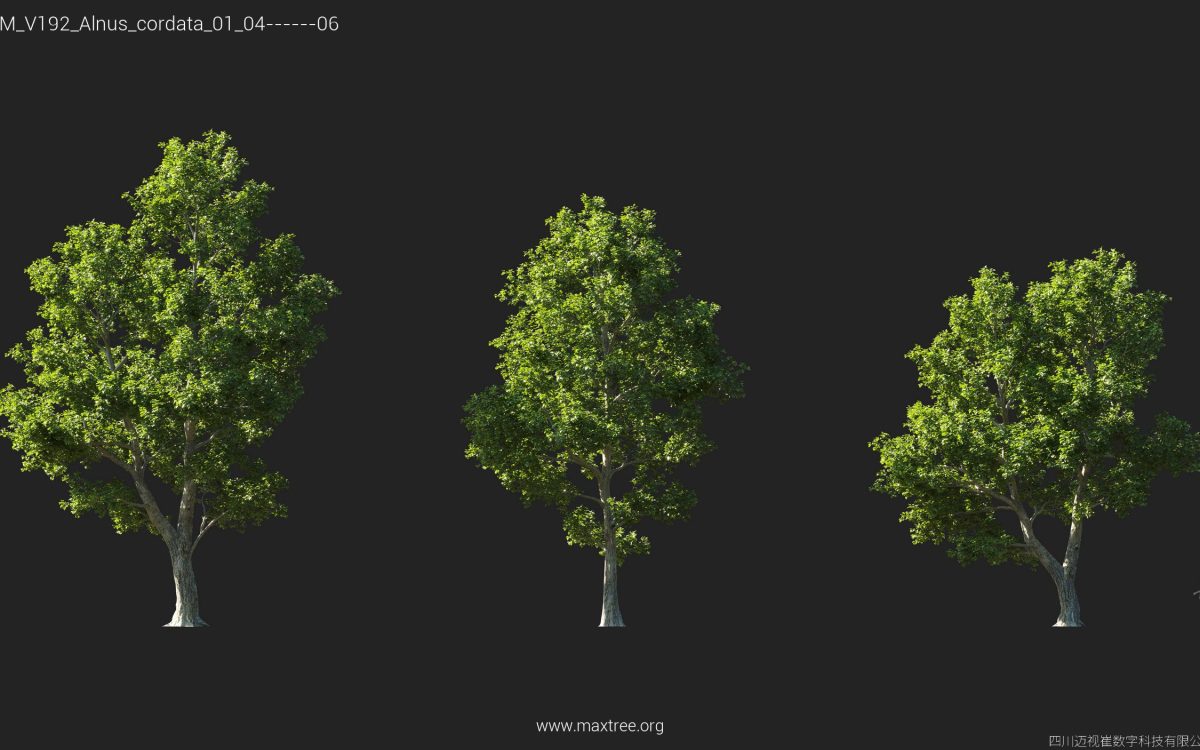 Plant Models Vol 192 - 图片 13