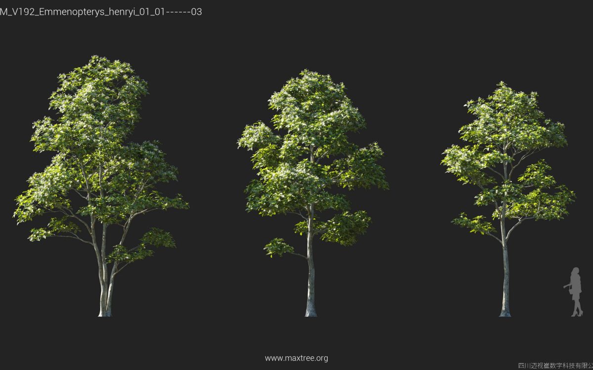Plant Models Vol 192 - 图片 18