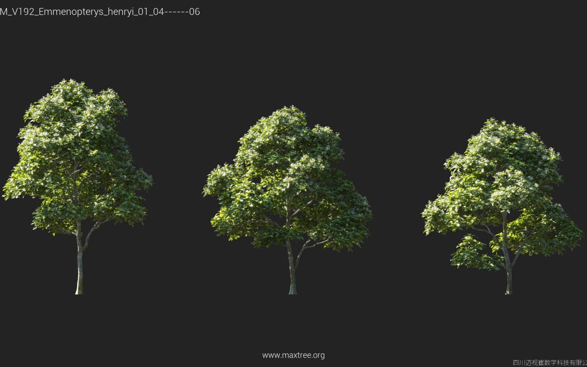 Plant Models Vol 192 - 图片 19