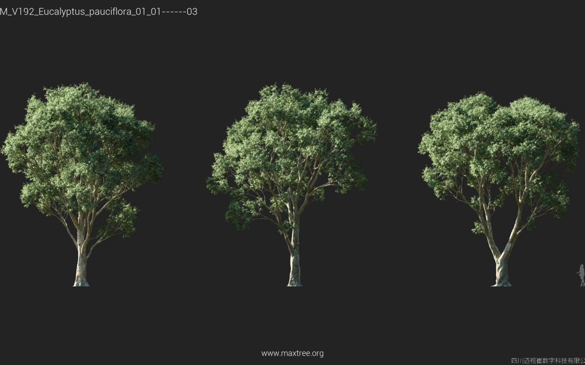 Plant Models Vol 192 - 图片 20