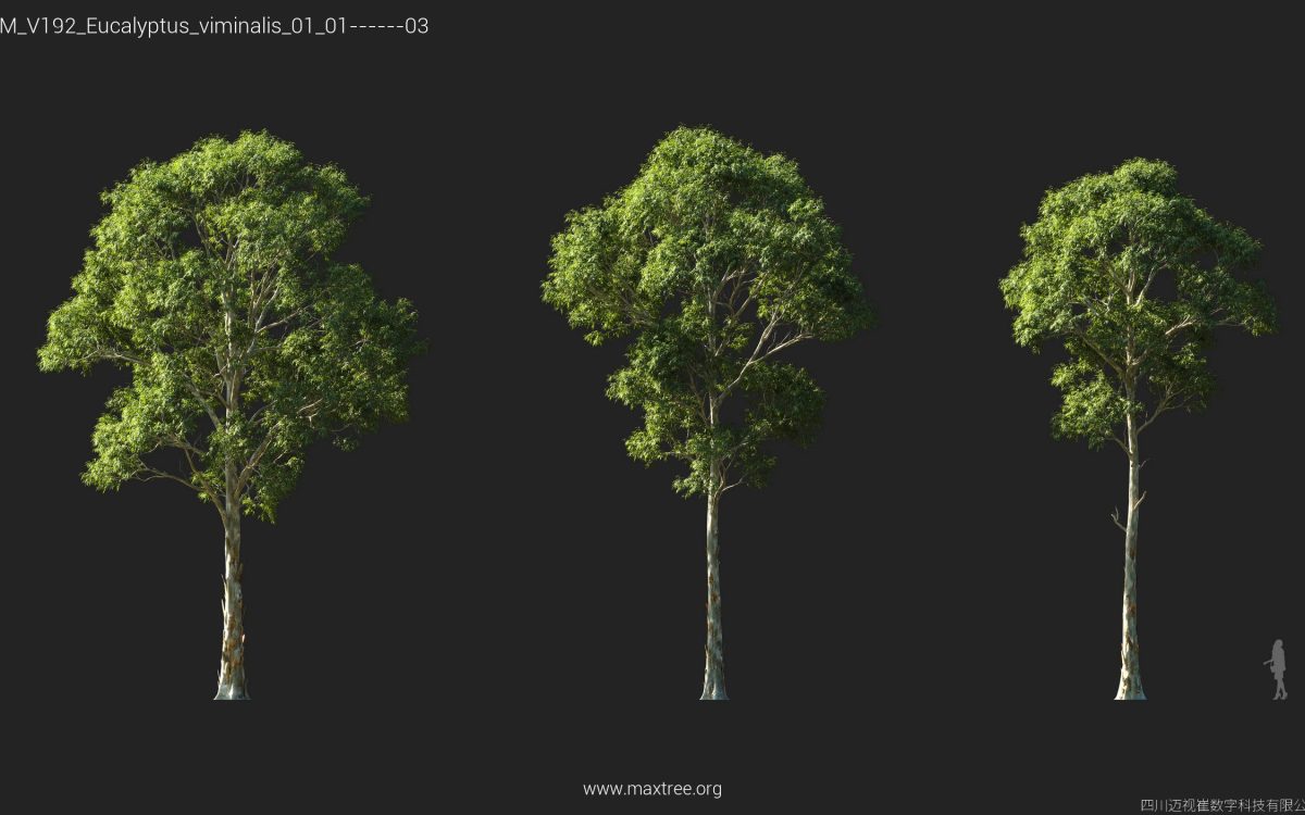 Plant Models Vol 192 - 图片 22