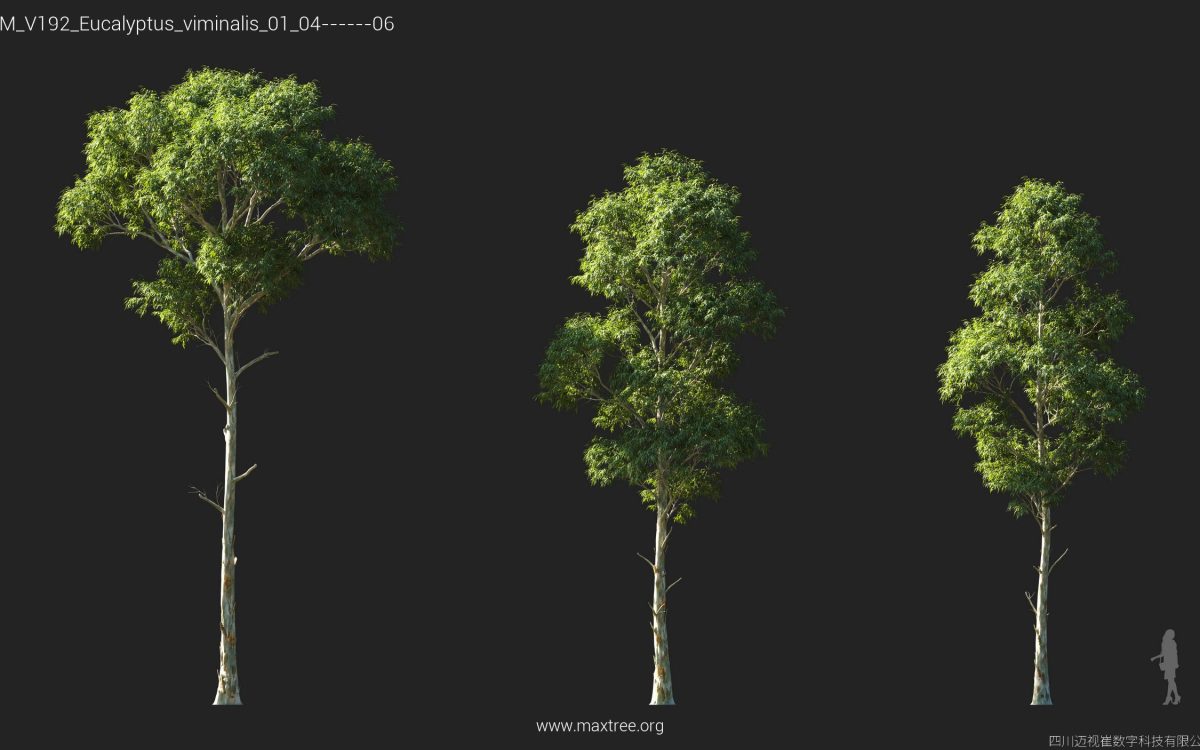 Plant Models Vol 192 - 图片 23
