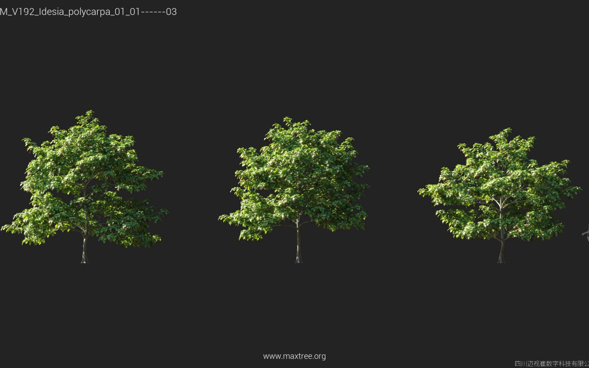 Plant Models Vol 192 - 图片 24