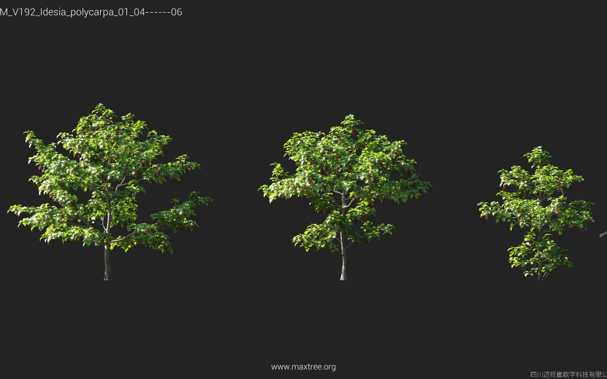 Plant Models Vol 192 - 图片 25