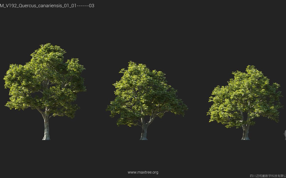 Plant Models Vol 192 - 图片 26