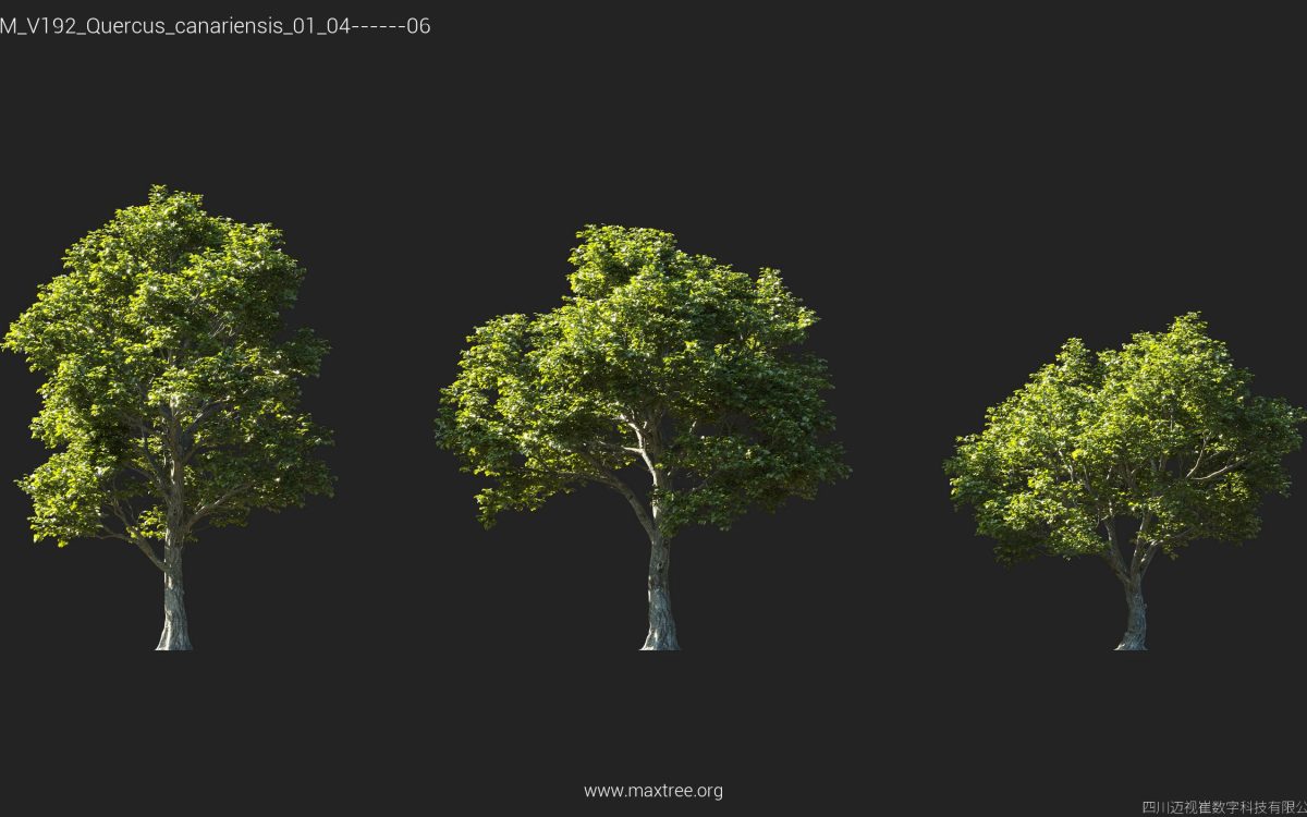 Plant Models Vol 192 - 图片 27