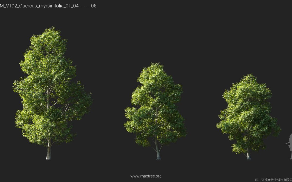 Plant Models Vol 192 - 图片 29