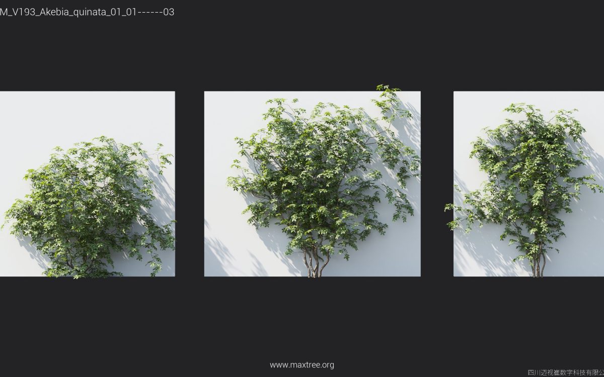 Plant Models Vol 193 - 图片 6