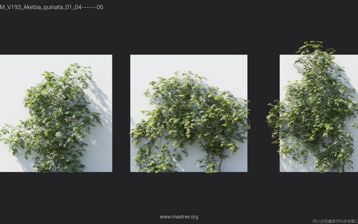Plant Models Vol 193 - 图片 7