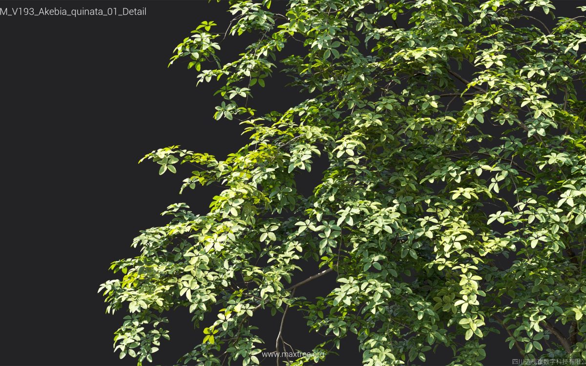 Plant Models Vol 193 - 图片 8