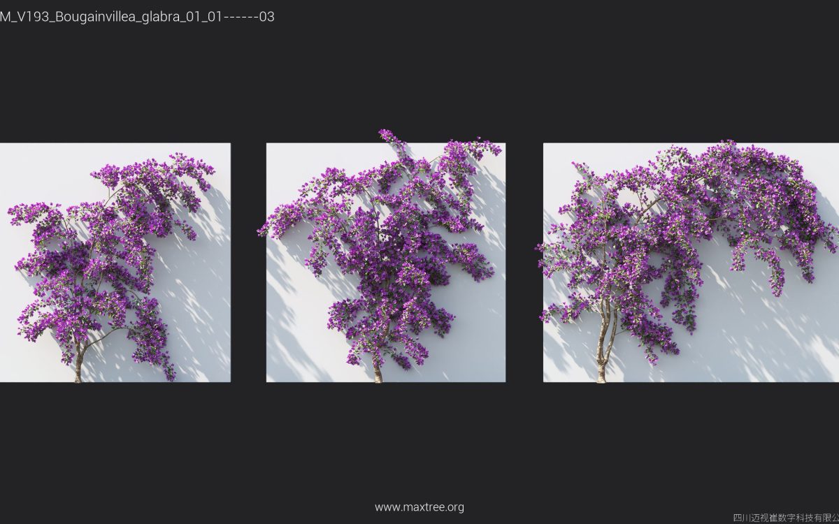 Plant Models Vol 193 - 图片 9
