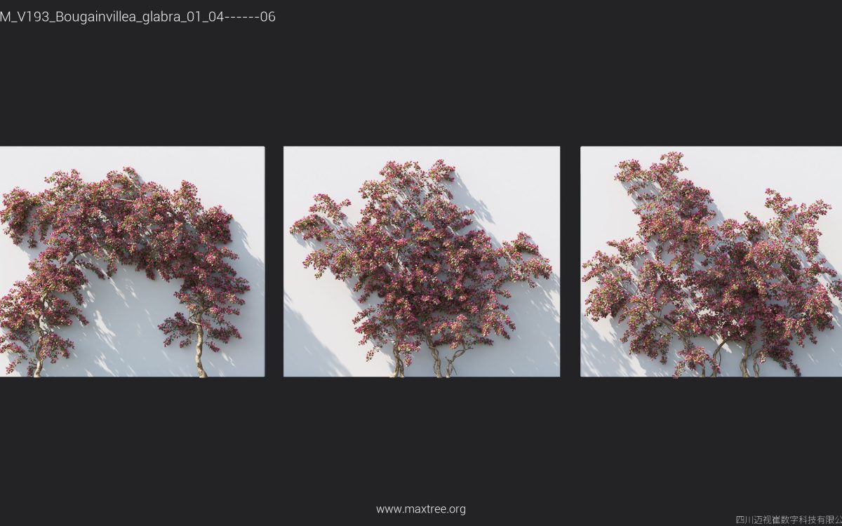 Plant Models Vol 193 - 图片 10