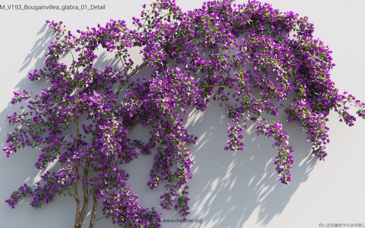 Plant Models Vol 193 - 图片 11