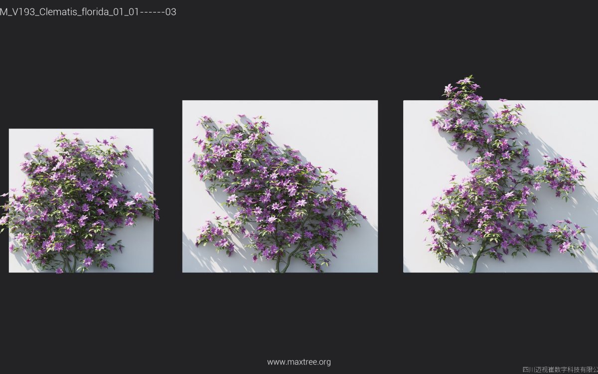 Plant Models Vol 193 - 图片 12