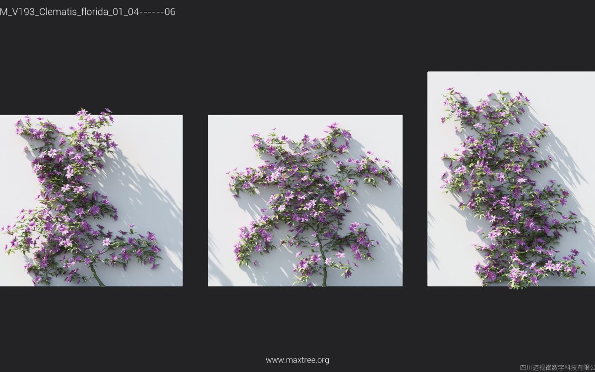 Plant Models Vol 193 - 图片 13