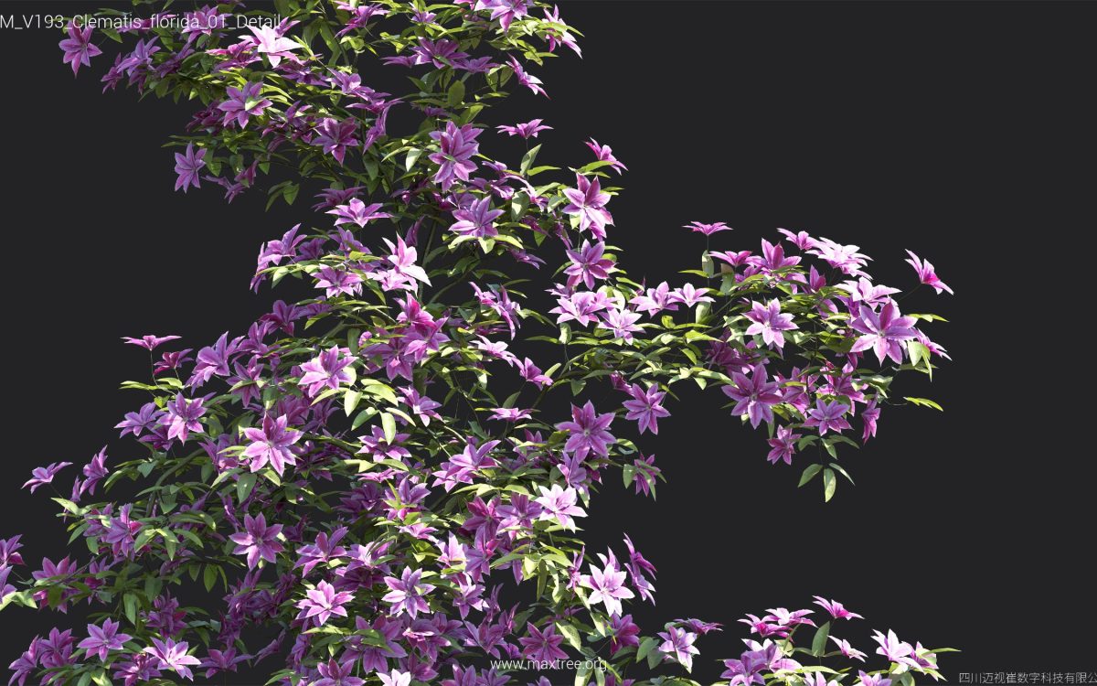 Plant Models Vol 193 - 图片 14