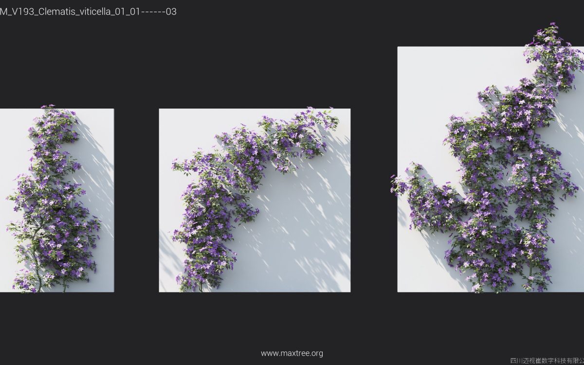 Plant Models Vol 193 - 图片 15