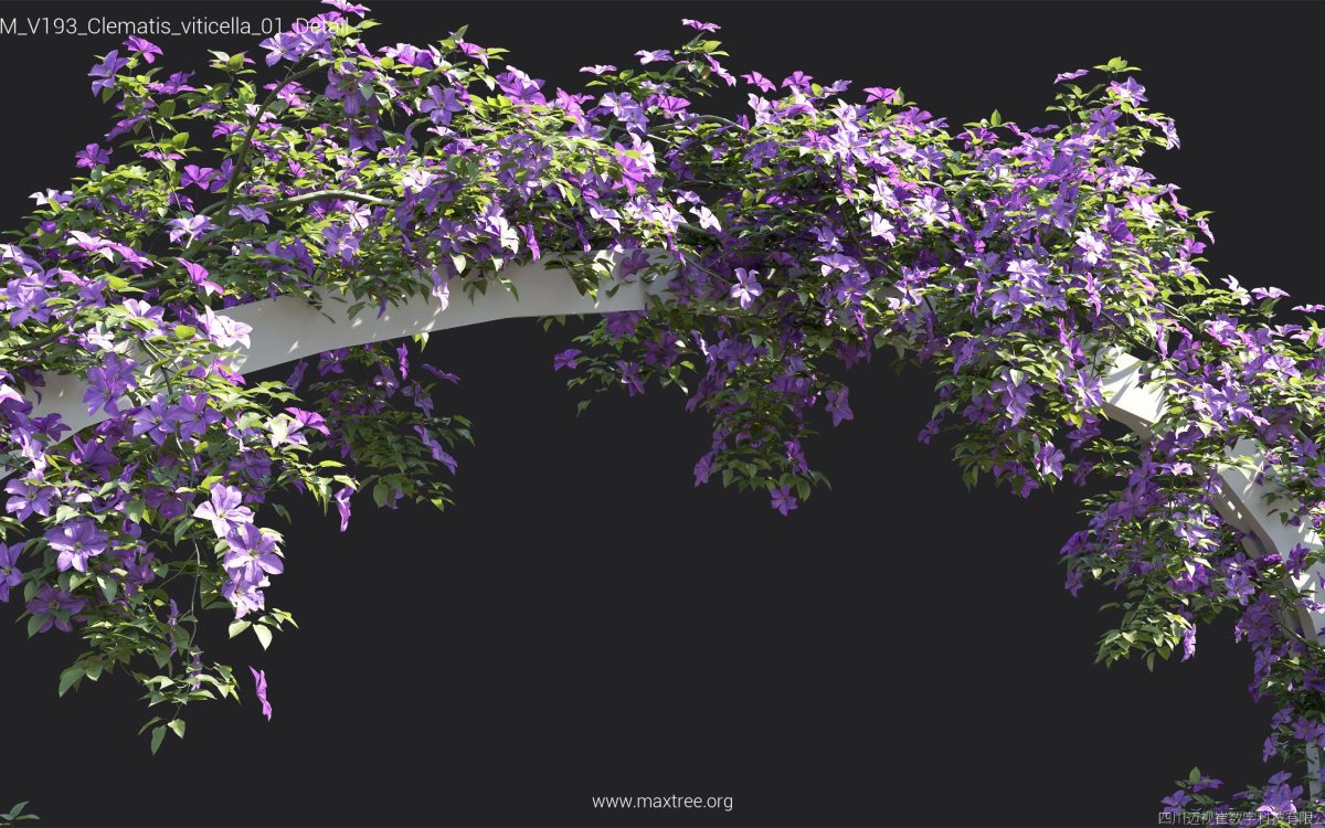 Plant Models Vol 193 - 图片 17