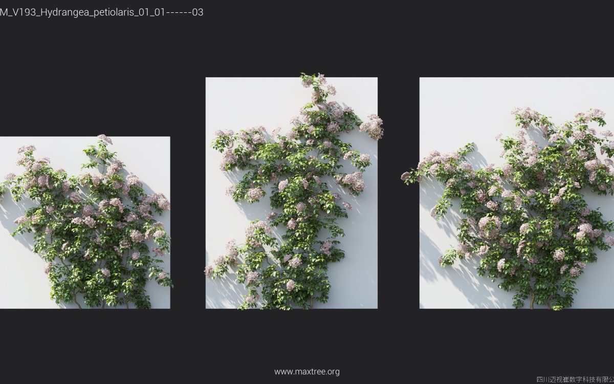 Plant Models Vol 193 - 图片 18
