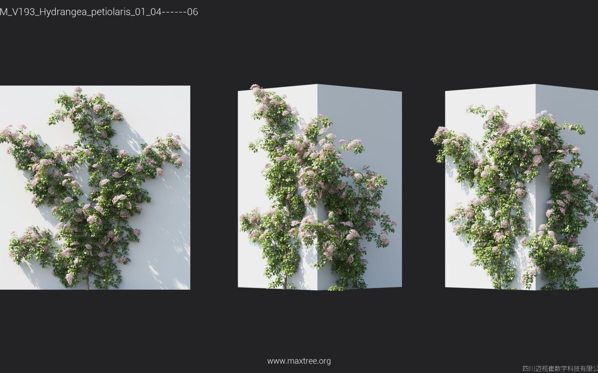 Plant Models Vol 193 - 图片 19