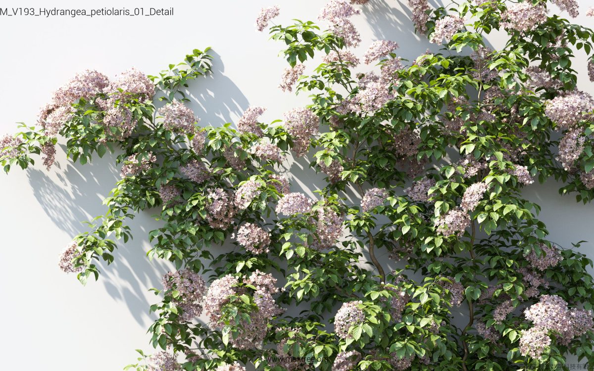 Plant Models Vol 193 - 图片 20