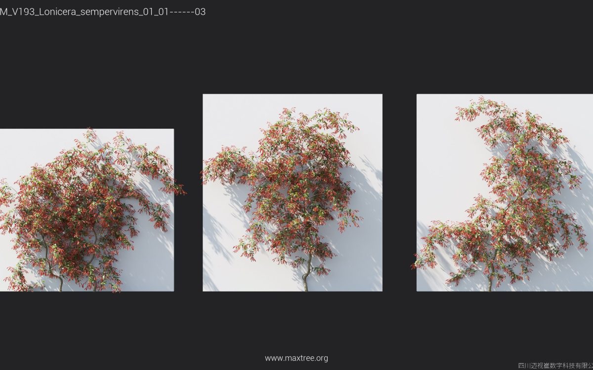 Plant Models Vol 193 - 图片 21