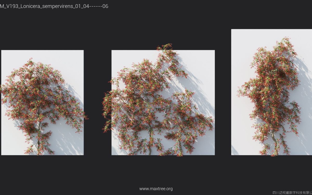 Plant Models Vol 193 - 图片 22