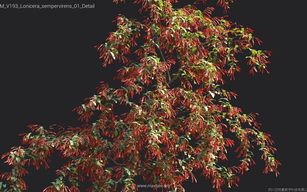 Plant Models Vol 193 - 图片 23