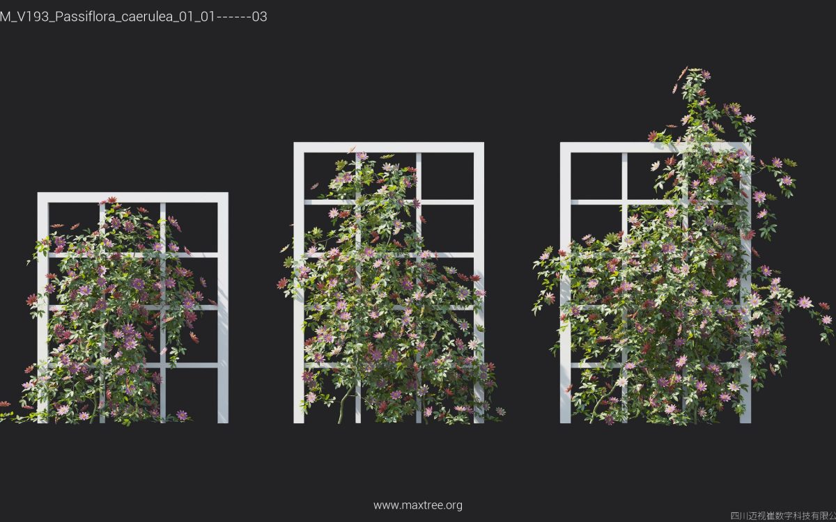 Plant Models Vol 193 - 图片 24