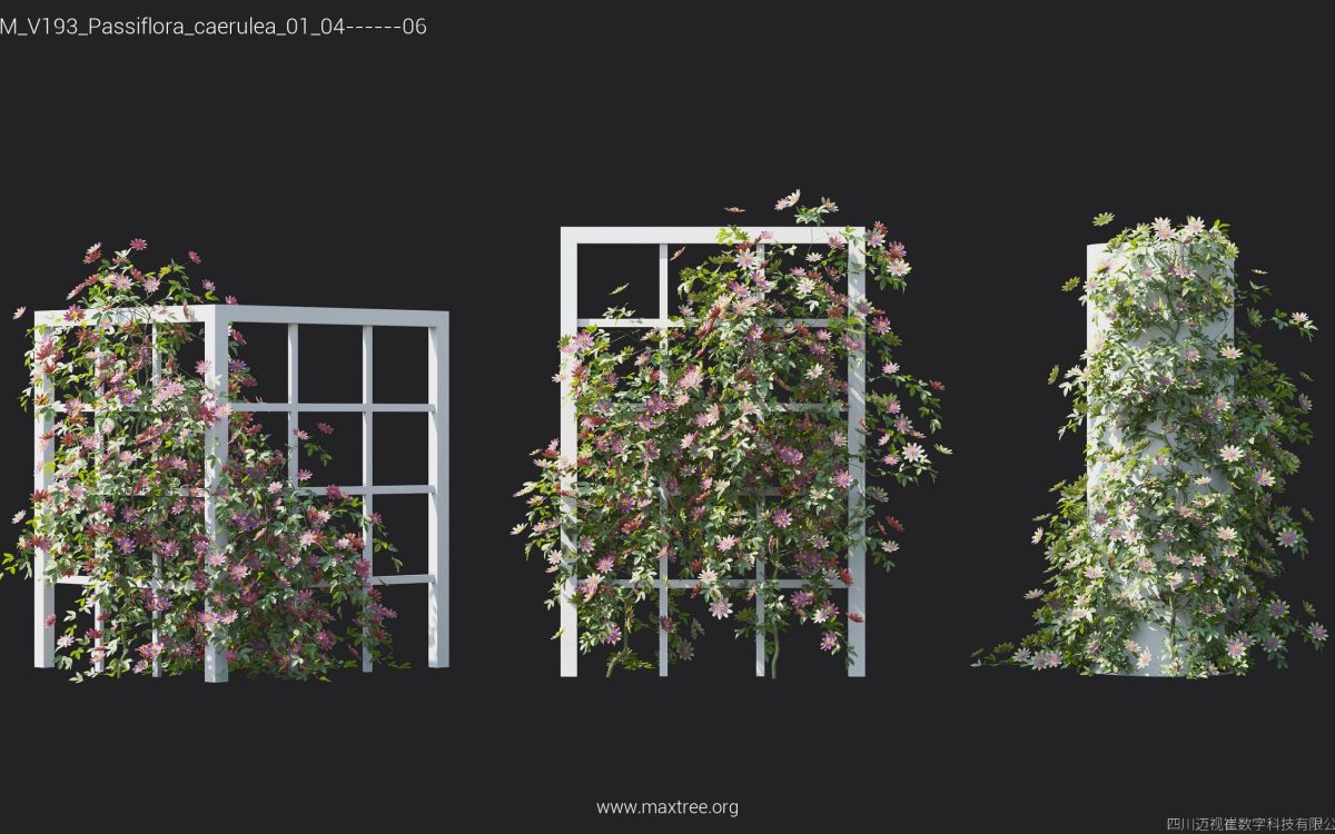 Plant Models Vol 193 - 图片 25