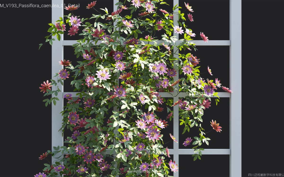Plant Models Vol 193 - 图片 26