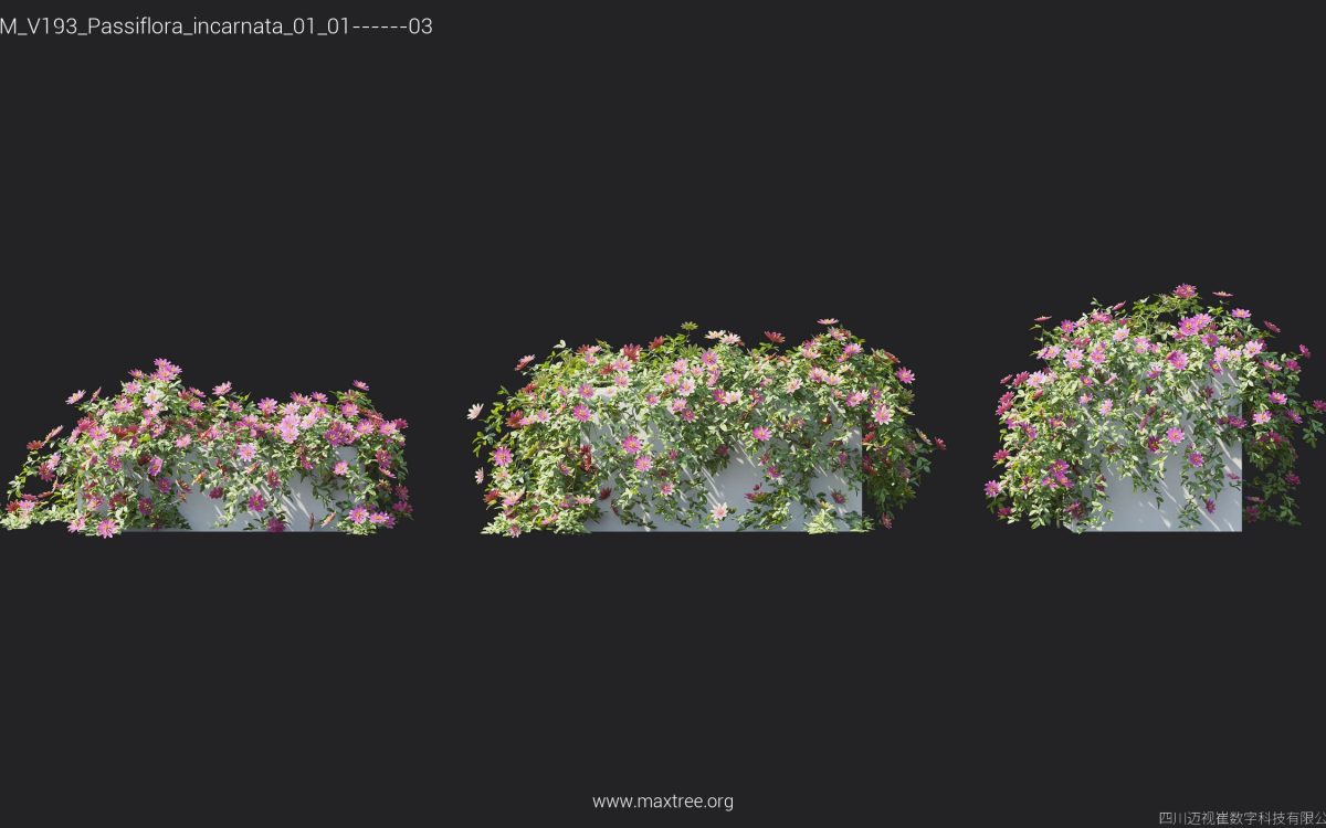 Plant Models Vol 193 - 图片 27