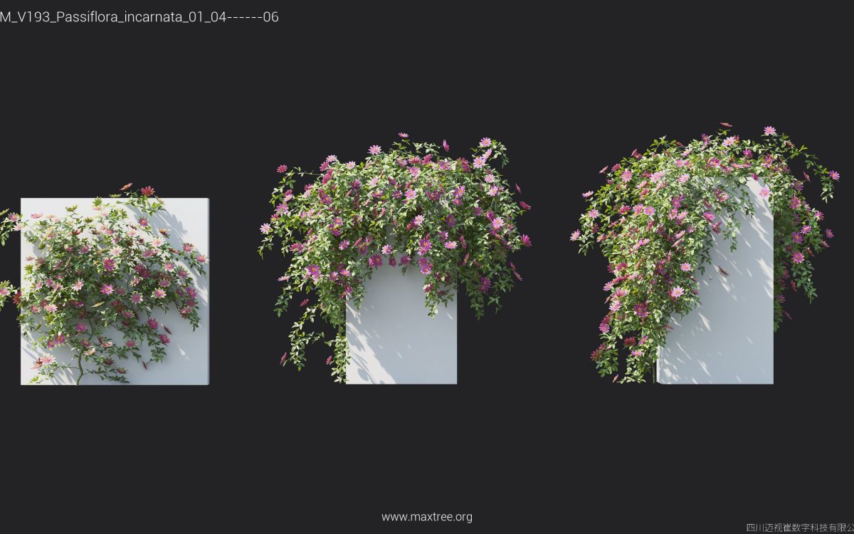 Plant Models Vol 193 - 图片 28