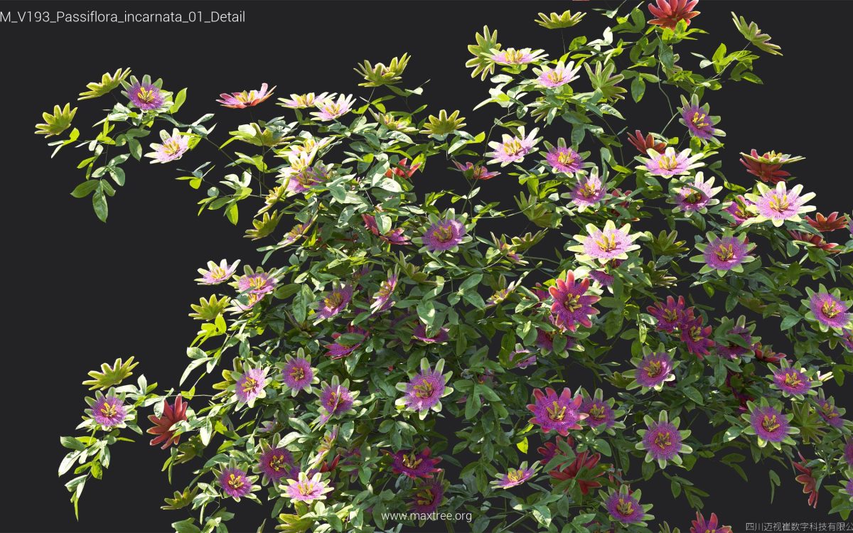 Plant Models Vol 193 - 图片 29