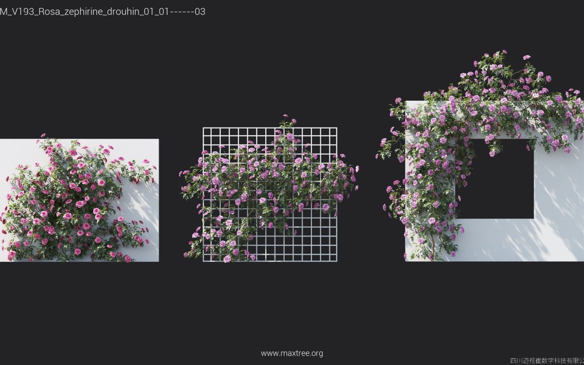 Plant Models Vol 193 - 图片 33