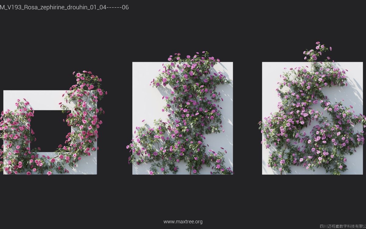 Plant Models Vol 193 - 图片 34