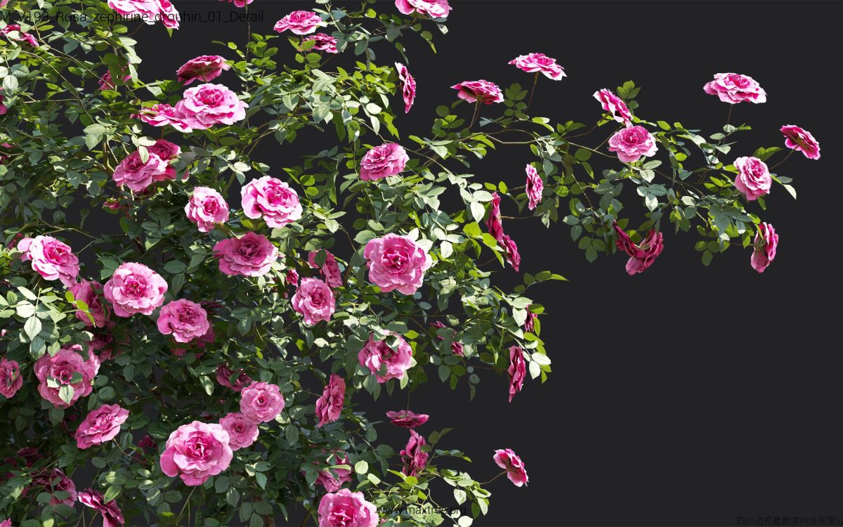 Plant Models Vol 193 - 图片 35