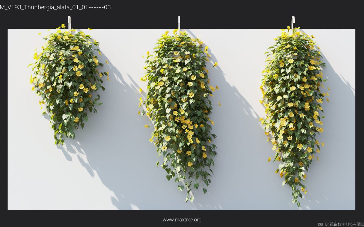Plant Models Vol 193 - 图片 36