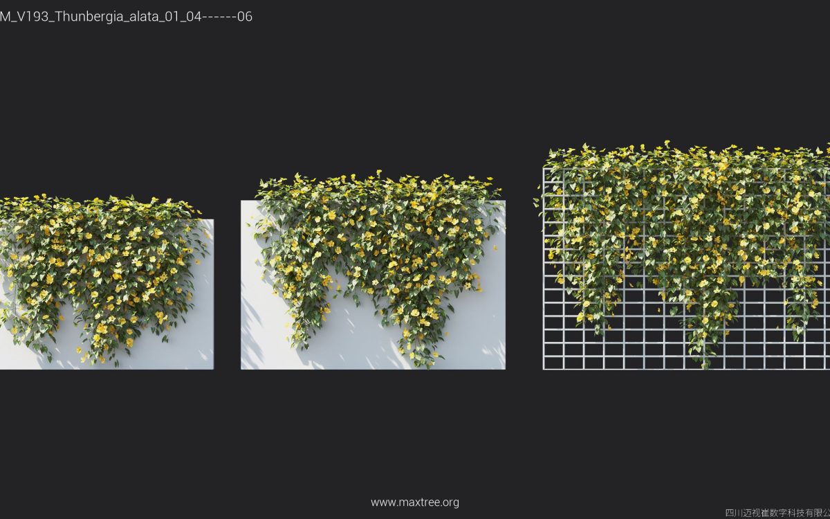 Plant Models Vol 193 - 图片 37