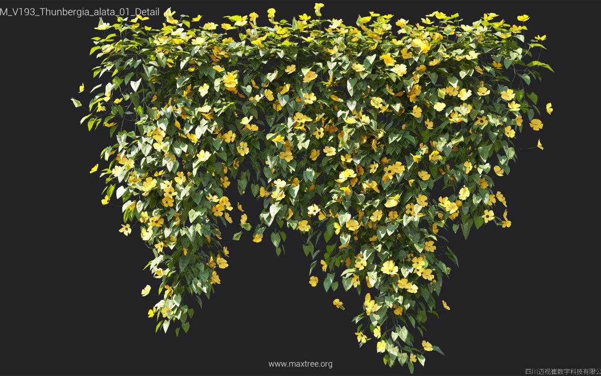 Plant Models Vol 193 - 图片 38