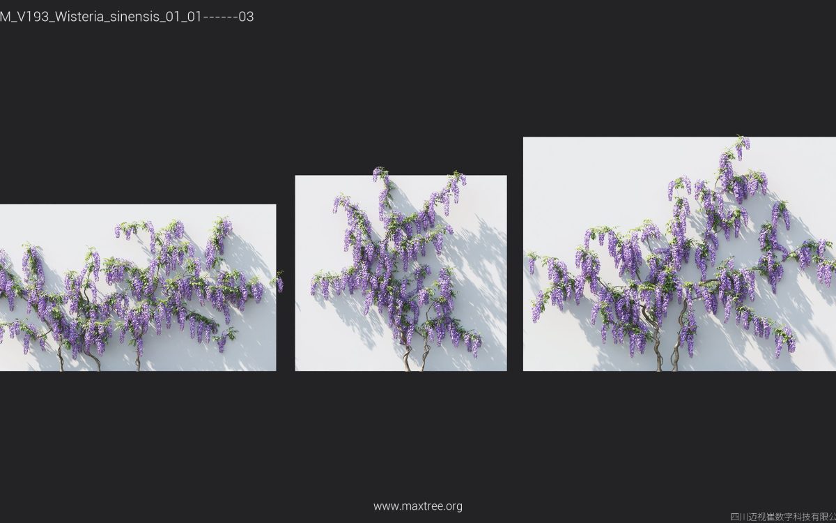 Plant Models Vol 193 - 图片 39