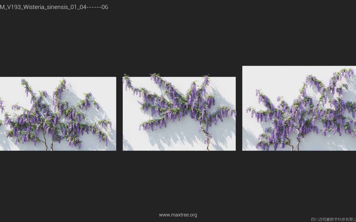 Plant Models Vol 193 - 图片 40