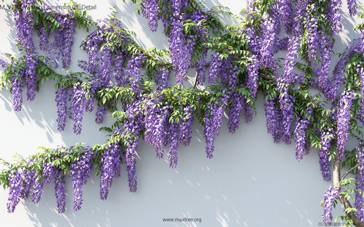 Plant Models Vol 193 - 图片 41